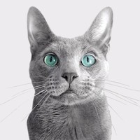 Miruku.Cat